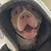 Gus_Pocket Bully - @gusjames22 - TikTok