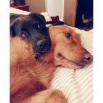🐶 Gus Jenkins & Hank the Tank - @bandanasandbones - Instagram