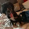 Gus - @gustave.jenkins.bueller - TikTok