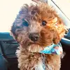 gus.katsiovs_172 - @gus.puppy234 - TikTok