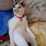 IAPG - @guskayana - Instagram