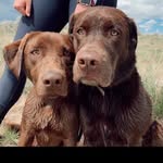 Remmy & Gus LaMont - @twoscoops_of_chocolatelabs - Instagram