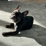 Gus - @gusmorrisonfrenchie - Instagram
