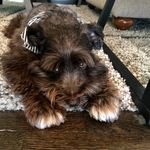Gus Morris - @gussytheschnauzer - Instagram