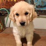 Gus Parker 🐾 - @golden_gus_parker - Instagram