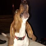 Gus the Basset Hound - @_gusparker - Instagram