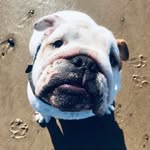 Gus The English Bulldog - @gusparker6 - Instagram