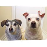Gus & Perry - @gus.perry - Instagram