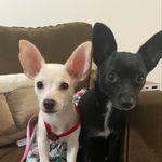 gus & perry - @lilyinyangtwins - Instagram