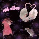 Gus, Perry and Az🐀🐁🐀 - @gus.perry.nd.az - Instagram