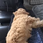 Gus Pollock - @thefurociousgus - Instagram
