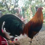 Gus Reyes - @gustavo1200 - Instagram