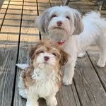 Addie, Fitz, Thedore & Gus - @addie.fitz.theodore.gus - Instagram
