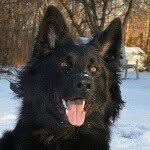 Charley, Gus, Duke, Douglas, Theodore and Jeffrey the GSDBROS - @gsdbros - Instagram