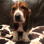 Gus Theodore Blass - @the_gentleman_gus - Instagram