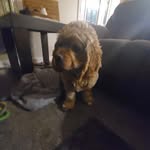 Gus Theodore Paulsen - @gus.insta.dog - Instagram