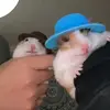 🐹🐹 - @gusgus_theodore4ll - TikTok