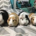 Luna, Blossom, Gus & Theodore - @just_little_guinea_pigs - Instagram