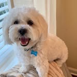 Theodore - @theodore_gus_lhasapoo - Instagram