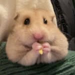 Theodore the Great - @theodore_gus_gus.birds - Instagram