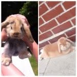 ⓖⓤⓢ  ⓦⓐⓣⓔⓡⓢ  &   ⓣⓞⓕⓕⓔⓔ  ⓖⓡⓐⓨ - @_gus_toffee_ - Instagram