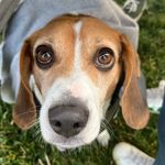Gus West - @little.boy.gus - Instagram