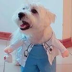 LORD AUGUSTUS HELMUTH FRAU VON HAAN - @gus.westie - Instagram