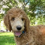 Augustus “Gus” Wright - @augustustheterrible - Instagram