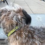 Gus, Charlie &, Bandit Wright - @guscharliebandit - Instagram