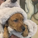 Gussie Robinson - @dainisesteso - Instagram