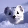 gustavobenson - @gustavbe - TikTok