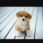 Gustavo Puga - @gustavo.puga.3386 - Instagram