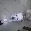 Gustavo Ugalde - @gustavo.ugalde80 - TikTok