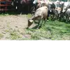 Gustavo utrera - @gustavo.utrera26 - TikTok