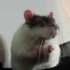 gutierrez_ramirez3455 - @gutierrez_ramirez3455 - TikTok