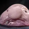 Grote Abel - @guyabel - TikTok