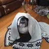 ThatoneguyAddy - @thatoneguyaddy - TikTok