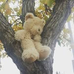 Bartholomew The Bear - @my_guy_bartholomew - Instagram