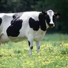 coolguybartholomew - @coolguybartholomew - TikTok