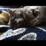 Guy bean - @whitebreadwannabe - Instagram