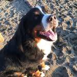 Bentley - @bentleyistheguy - Instagram