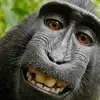 Monkeyyy - @blackmonkeyguymonkeys - TikTok