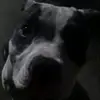 BigGuyDalton - @bigguydalton - TikTok