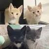 Derby Guy - @derby.guy44 - TikTok