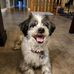 Gizmo - Guy Dumont - Facebook