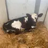 Drew martins - @that_farmer_guy1 - TikTok