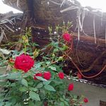 ꧁༺𝔉𝔩𝔬𝔴𝔢𝔯 𝔤𝔲𝔶 ℑ 𝔩𝔬𝔳𝔢 𝔣𝔩𝔬𝔴𝔢𝔯𝔰༻꧂ - @flower_guy_make_it_different__ - Instagram