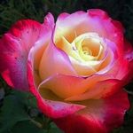 flowers guy - @flowers_guy_1 - Instagram