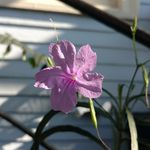 guy flowers - @petalatep - Instagram