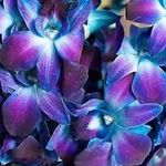 Guy Flowers - @blueflowerguy - Instagram